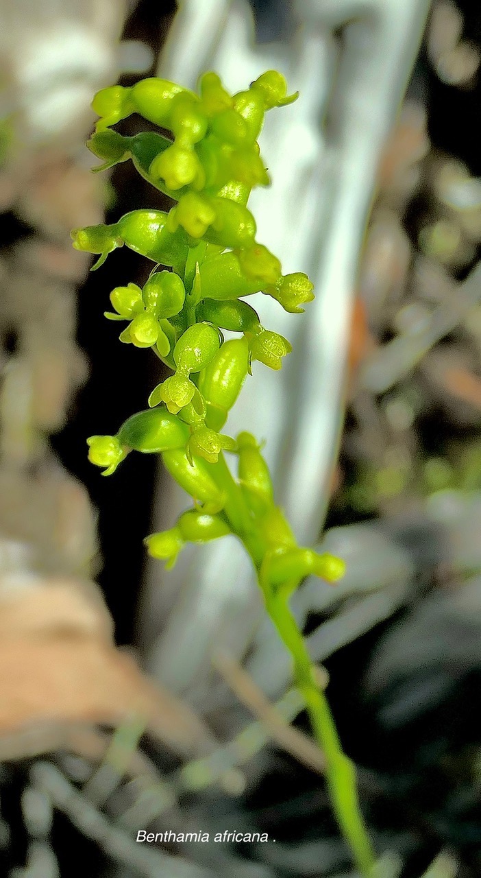 Benthamia africana .(Benthamia spiralis ). orchidaceae.endémique Madagascar Mascareignes. P1129665.jpeg