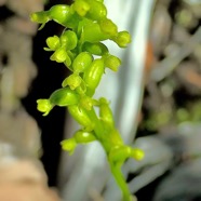 Benthamia africana .(Benthamia spiralis ). orchidaceae.endémique Madagascar Mascareignes. P1129665.jpeg
