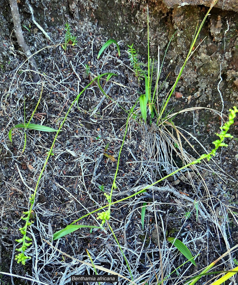 Benthamia africana .(Benthamia spiralis ). orchidaceae.endémique Madagascar Mascareignes. P1129667.jpeg