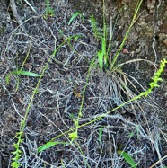 Benthamia africana .(Benthamia spiralis ). orchidaceae.endémique Madagascar Mascareignes. P1129667.jpeg