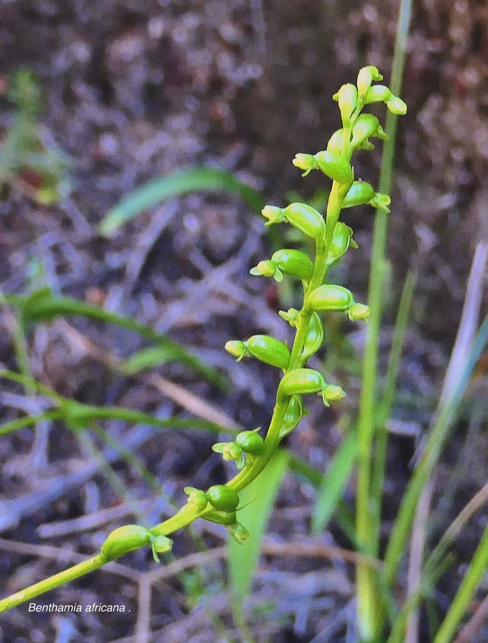 Benthamia africana .(Benthamia spiralis ). orchidaceae.endémique Madagascar Mascareignes. P1129673.jpeg