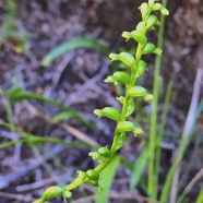Benthamia africana .(Benthamia spiralis ). orchidaceae.endémique Madagascar Mascareignes. P1129673.jpeg