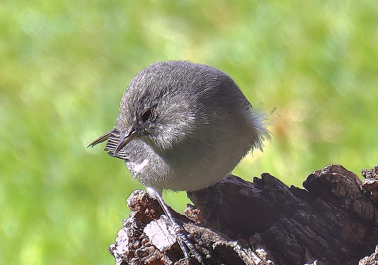 Boule de plumes/ oiseau blanc.Zosterops borbonicus.P1129785.jpeg