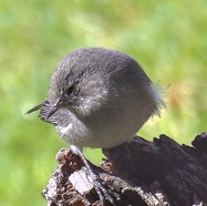 Boule de plumes/ oiseau blanc.Zosterops borbonicus.P1129785.jpeg