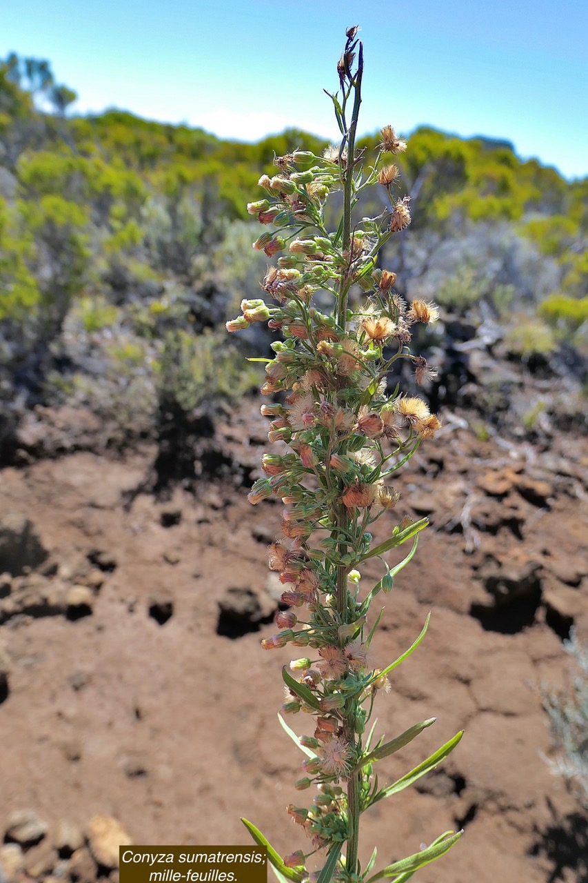 Conyza sumatrensis;mille-feuilles.asteraceae.amphynaturalsé.  P1129698.jpeg