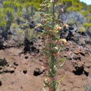 Conyza sumatrensis;mille-feuilles.asteraceae.amphynaturalsé.  P1129698.jpeg