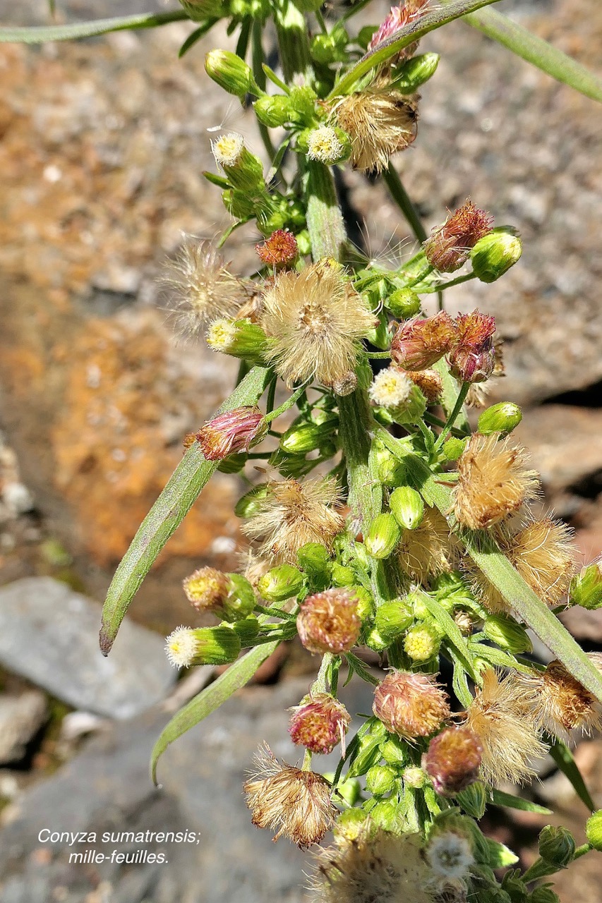 Conyza sumatrensis;mille-feuilles.asteraceae.amphynaturalsé.  P1129700.jpeg