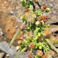 Conyza sumatrensis;mille-feuilles.asteraceae.amphynaturalsé.  P1129700.jpeg