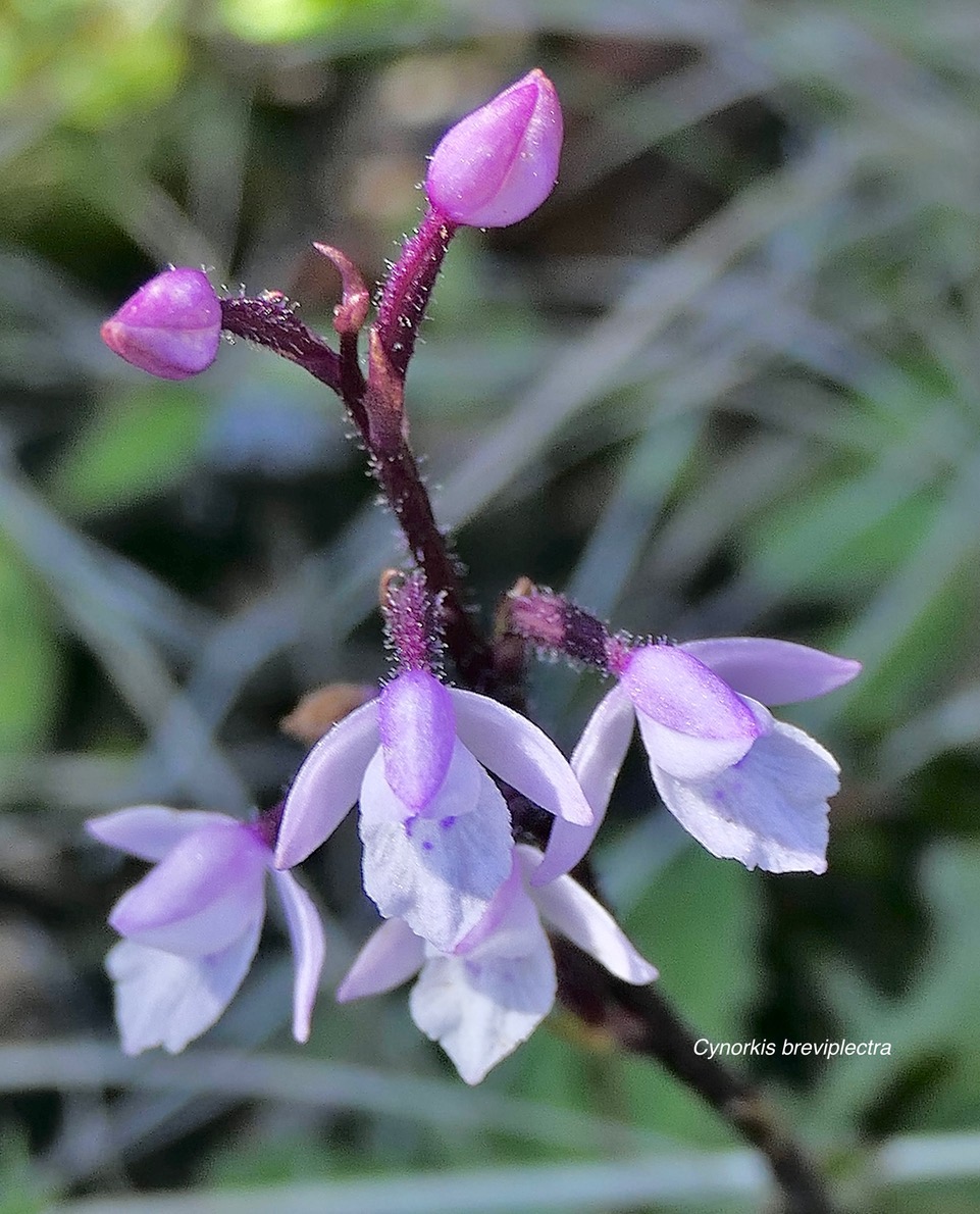 Cynorkis breviplectra ( variante rose ) orchidaceae.endémique Réunion. P1129727.jpeg