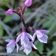 Cynorkis breviplectra ( variante rose ) orchidaceae.endémique Réunion. P1129727.jpeg