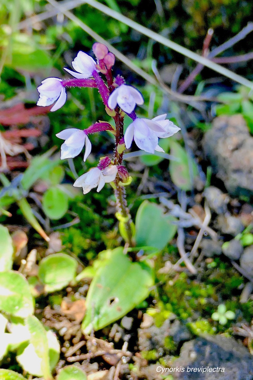 Cynorkis breviplectra ( variante rose ) orchidaceae.endémique Réunion. P1129746.jpeg