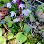 Cynorkis breviplectra ( variante rose ) orchidaceae.endémique Réunion. P1129746.jpeg