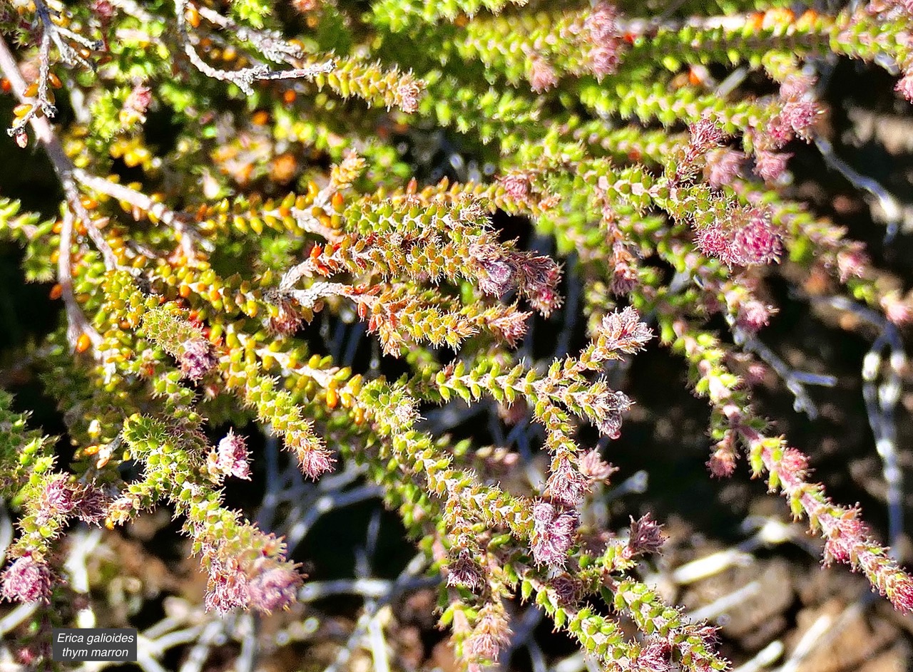 Erica galioides thym marron  ericaceae endémique Réunion .jpeg