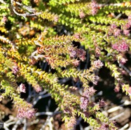 Erica galioides thym marron  ericaceae endémique Réunion .jpeg