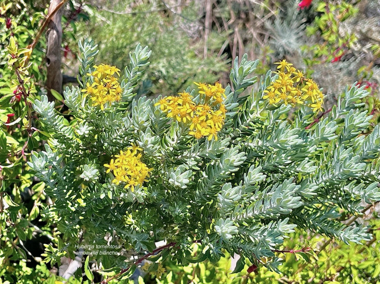 Hubertia tomentosa ambaville blanche.( au centre ) asteraceae.endémique Réunion. IMG_5725.jpeg