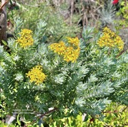 Hubertia tomentosa ambaville blanche.( au centre ) asteraceae.endémique Réunion. IMG_5725.jpeg