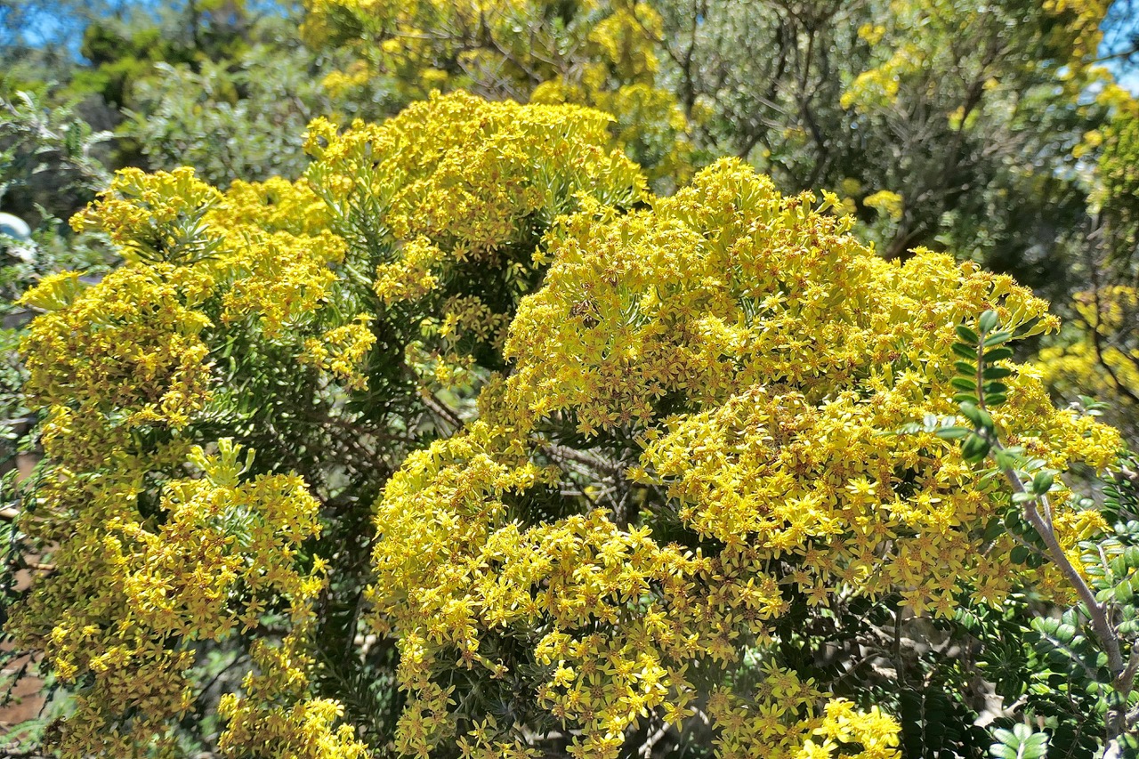 Hubertia tomentosa ambaville blanche.asteraceae.endémique Réunion. P1129711.jpeg