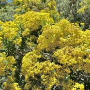 Hubertia tomentosa ambaville blanche.asteraceae.endémique Réunion. P1129711.jpeg