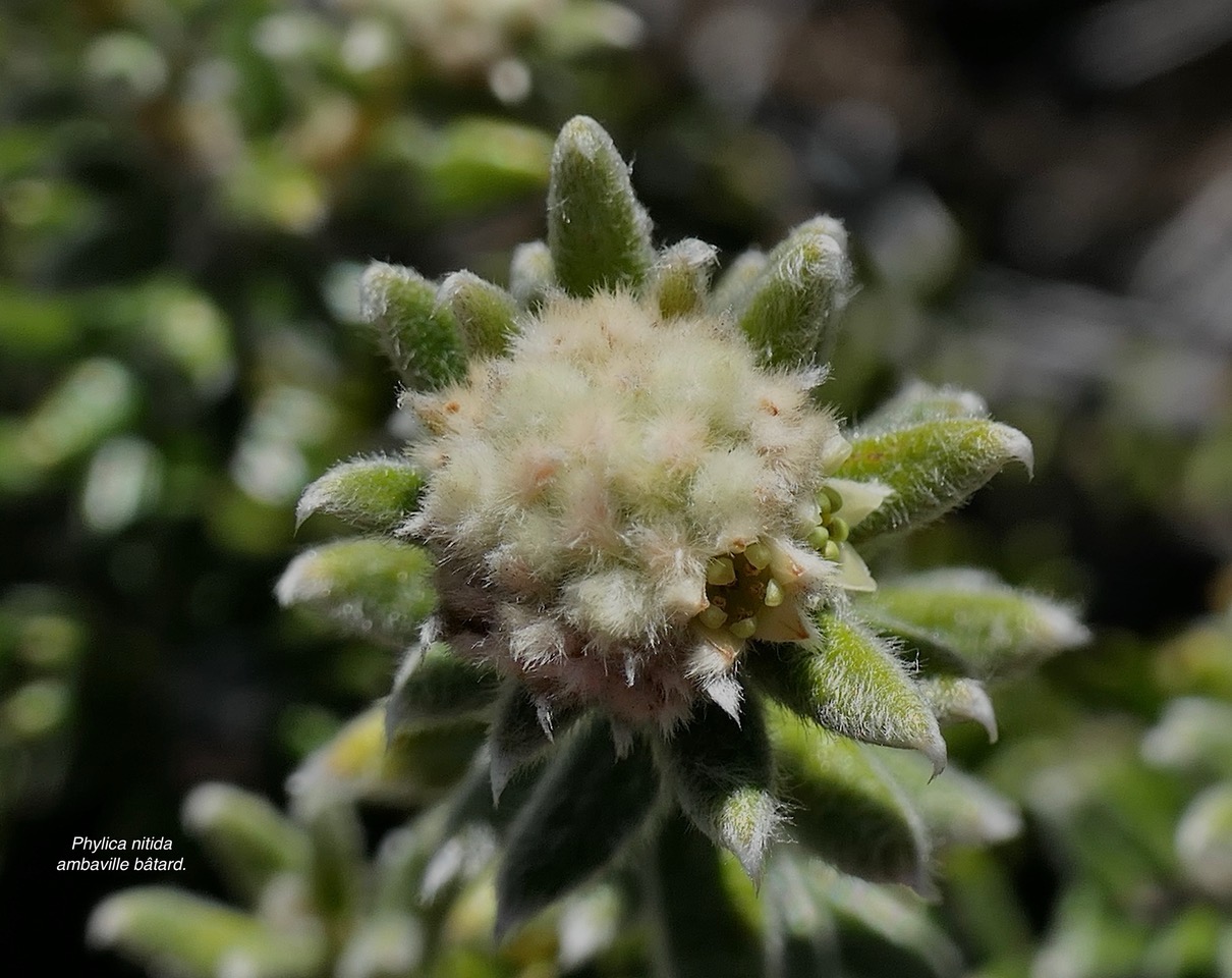 Phylica nitida  ambaville bâtard.rhamnaceae.endémique Réunion Maurice  P1129680 copie.jpeg