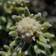 Phylica nitida  ambaville bâtard.rhamnaceae.endémique Réunion Maurice  P1129680 copie.jpeg