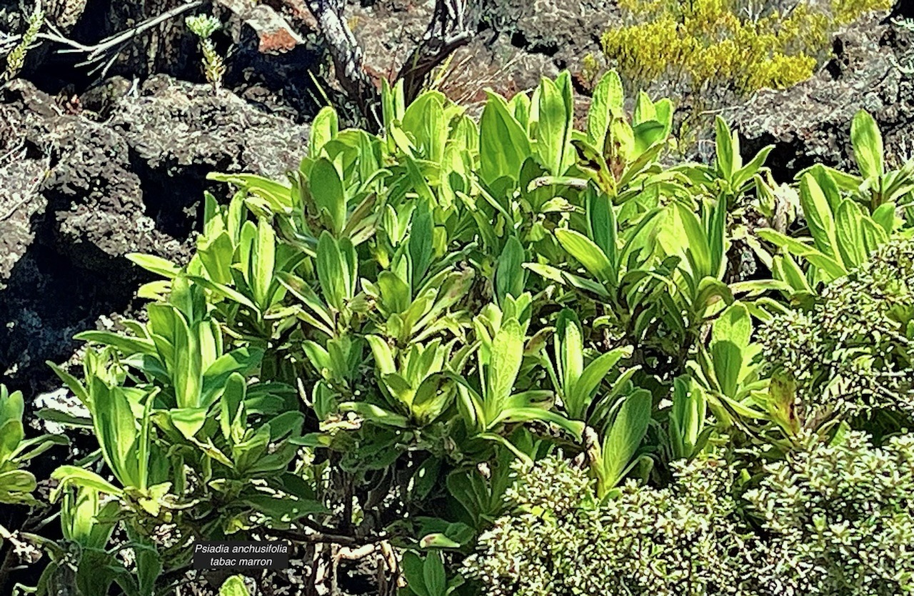 Psiadia anchusifolia (Poir.) Cordem.bouillon blanc.tabac marron.asteraceae.endémique Réunion.  IMG_5709.jpeg