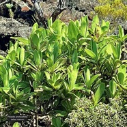 Psiadia anchusifolia (Poir.) Cordem.bouillon blanc.tabac marron.asteraceae.endémique Réunion.  IMG_5709.jpeg
