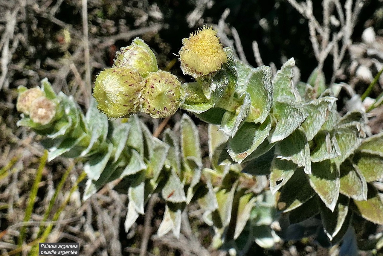 Psiadia argentea .psiadie argentée..asteraceae. Endémique Réunion   P1129770.jpeg