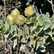 Psiadia argentea .psiadie argentée..asteraceae. Endémique Réunion   P1129770.jpeg