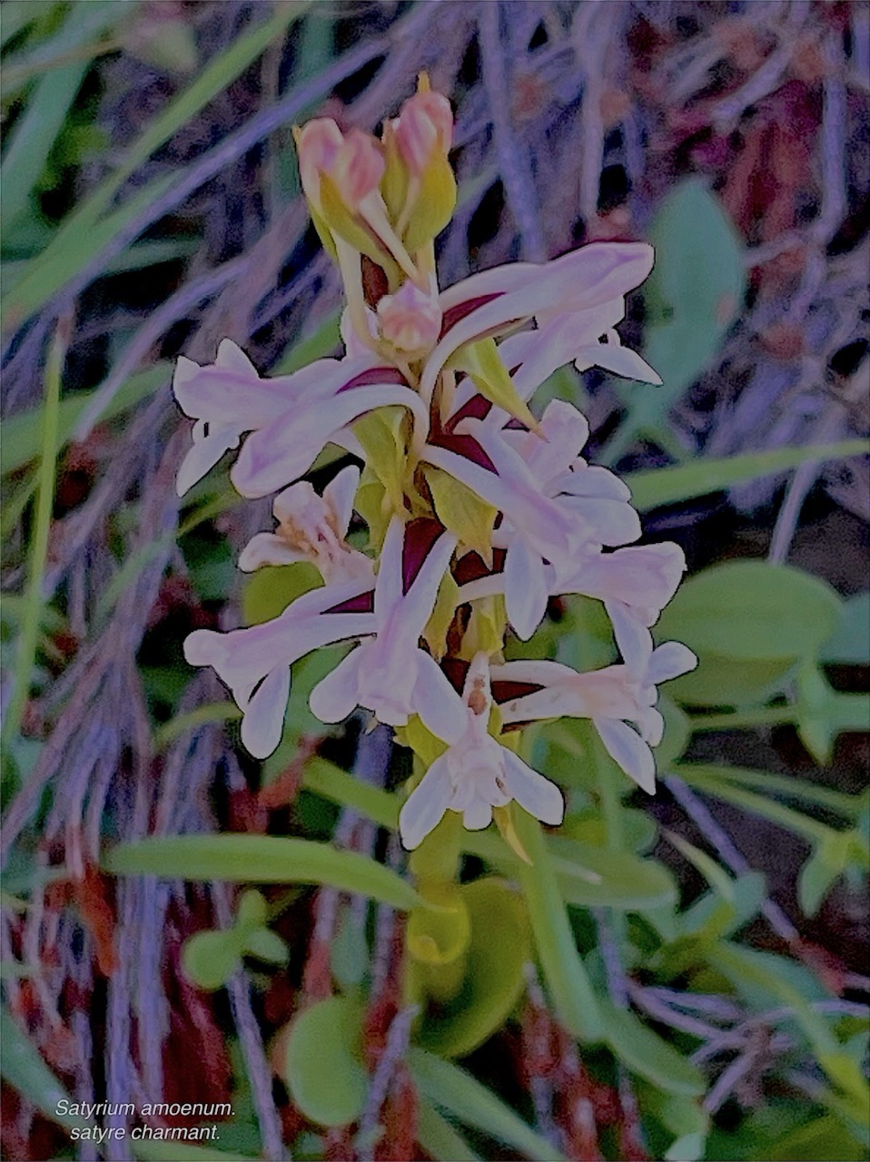 Satyrium amoenum.satyre charmant.orchidaceae.endémique Madagascar Comores et Mascareignes .  I&copy;MG_5691 4.jpeg