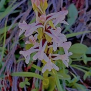 Satyrium amoenum.satyre charmant.orchidaceae.endémique Madagascar Comores et Mascareignes .  I&copy;MG_5691 4.jpeg