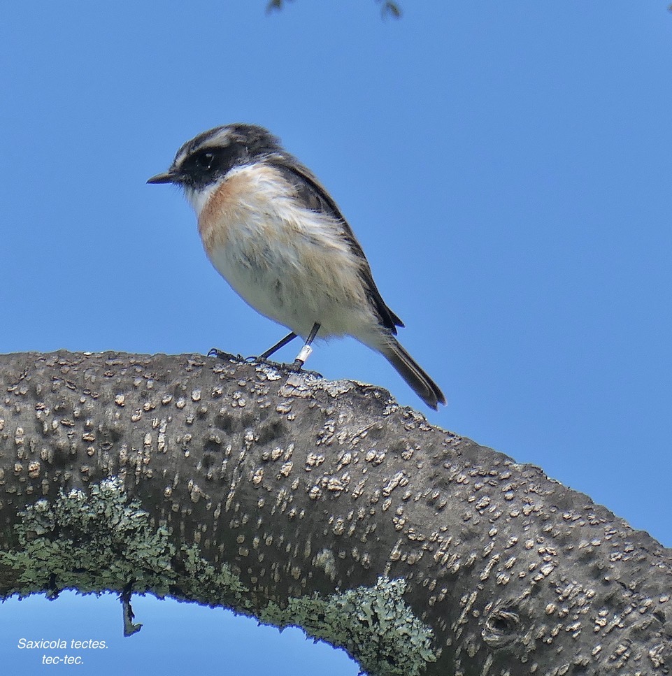 Saxicola tectes.tec-tec. tarier de la  Réunion.Muscicapidae. endémique Réunion.P1129774.jpeg
