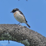 Saxicola tectes.tec-tec. tarier de la  Réunion.Muscicapidae. endémique Réunion.P1129774.jpeg