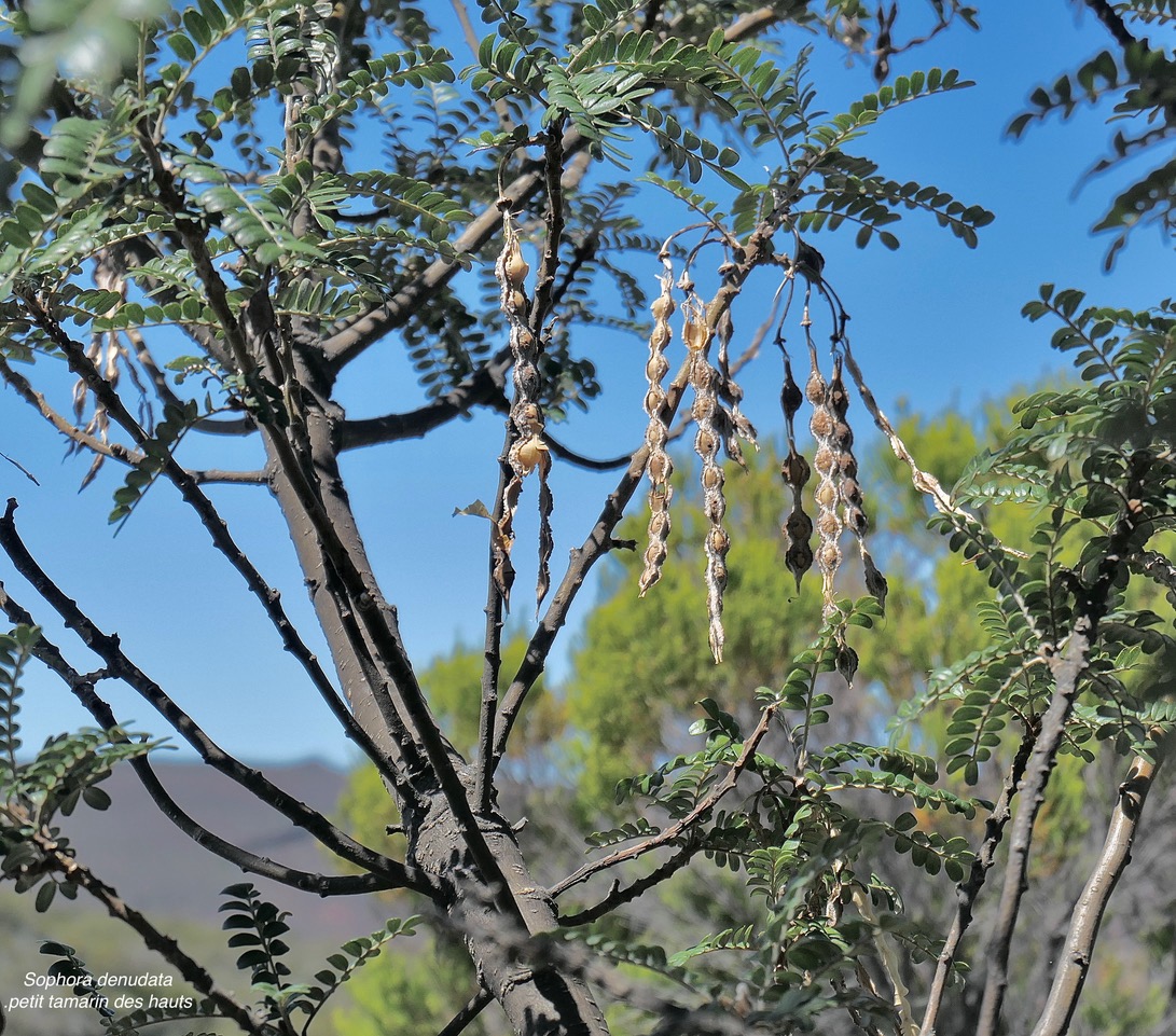 Sophora denudata .petit tamarin des hauts.fabaceae.endémique Réunion. .jpeg