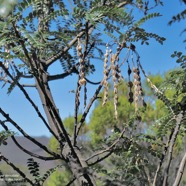 Sophora denudata .petit tamarin des hauts.fabaceae.endémique Réunion. .jpeg