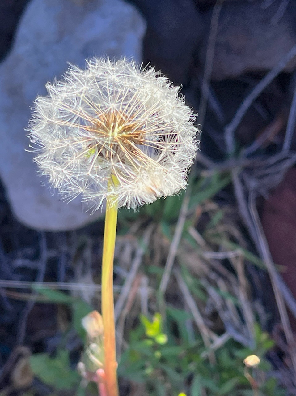 Taraxacum sp .pissenlit.asteraceae.IMG_5704.jpeg