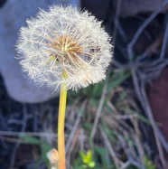 Taraxacum sp .pissenlit.asteraceae.IMG_5704.jpeg