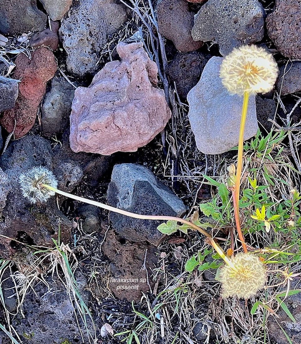 Taraxacum sp .pissenlit.asteraceae.IMG_5705.jpeg