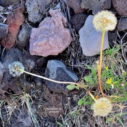 Taraxacum sp .pissenlit.asteraceae.IMG_5705.jpeg