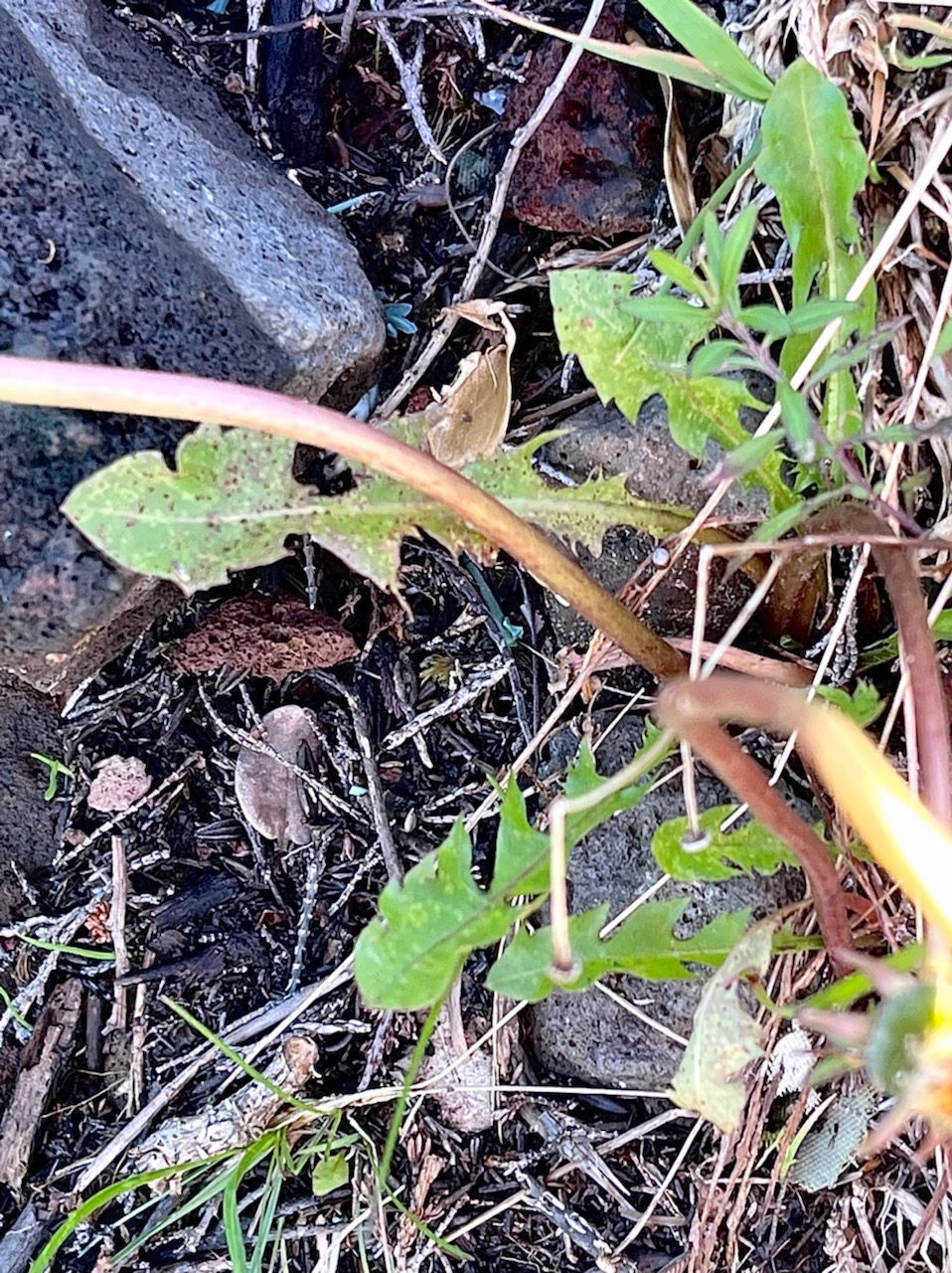 Taraxacum sp.pissenlit.asteraceae. IMG_5703.jpeg
