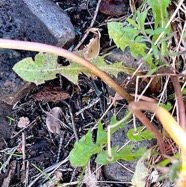 Taraxacum sp.pissenlit.asteraceae. IMG_5703.jpeg
