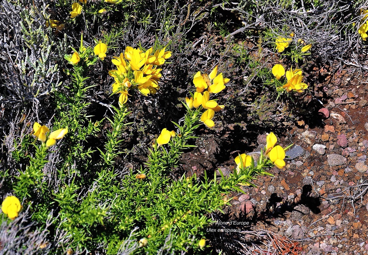 Ulex europaeus.genêt.ajonc d&rsquo;Europe.fabaceae.amphinaturalisé.très envahissant. P1129702.jpeg