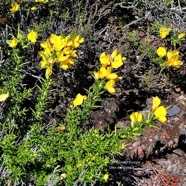 Ulex europaeus.genêt.ajonc d&rsquo;Europe.fabaceae.amphinaturalisé.très envahissant. P1129702.jpeg