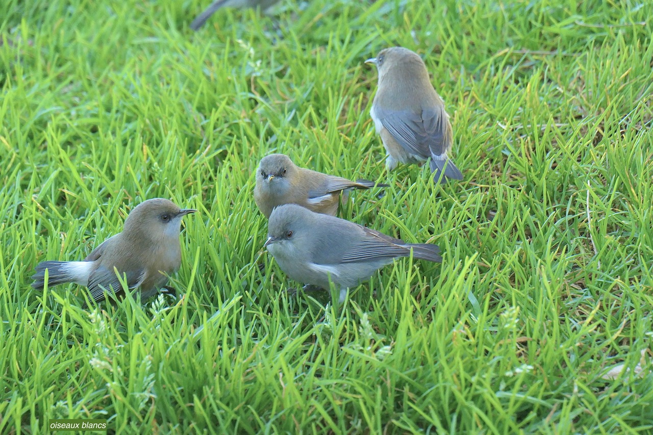 Zosterops borbonicus.oiseau blanc.Zosteropidae.endémique Réunion.P1129789.jpeg