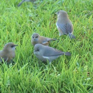Zosterops borbonicus.oiseau blanc.Zosteropidae.endémique Réunion.P1129789.jpeg