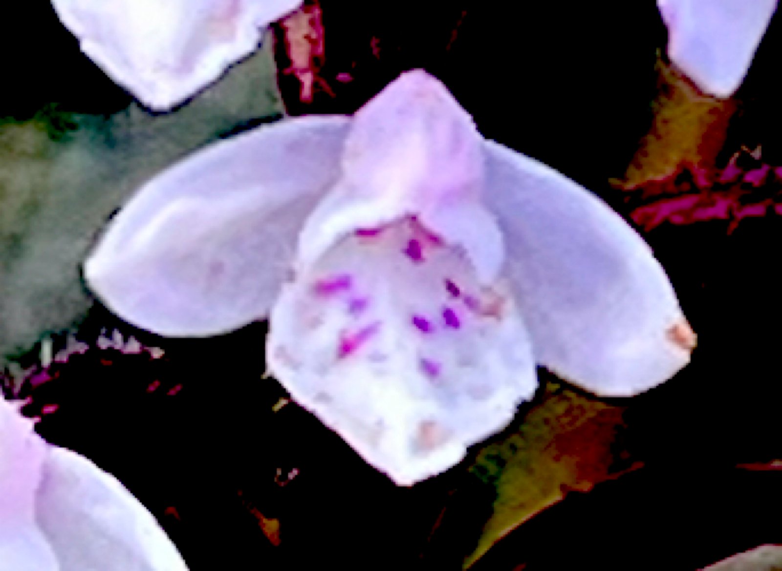 Bois Ozoux-Oratoire AR-1AVR25