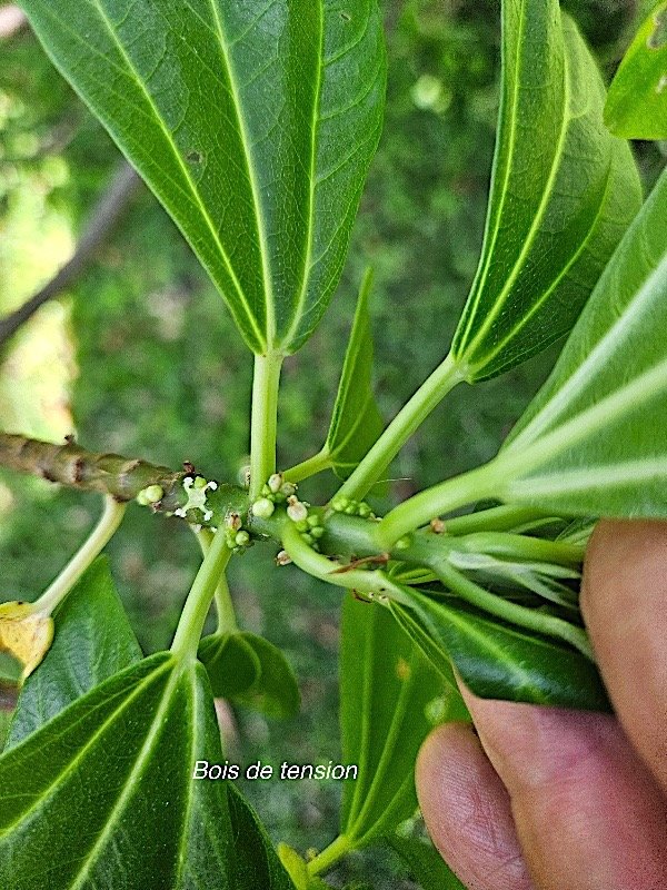 Pouzolzia laevigata Bois de tension Urticace ae Endémique La réunion, Maurice 2157.jpeg