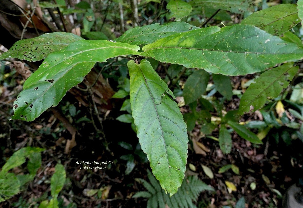 Acalypha integrifolia.bois de Charles.bois de violon. euphorbiaceae;endémique Madagascar Mascareignes. (1).jpeg