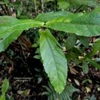 Acalypha integrifolia.bois de Charles.bois de violon. euphorbiaceae;endémique Madagascar Mascareignes. (1).jpeg