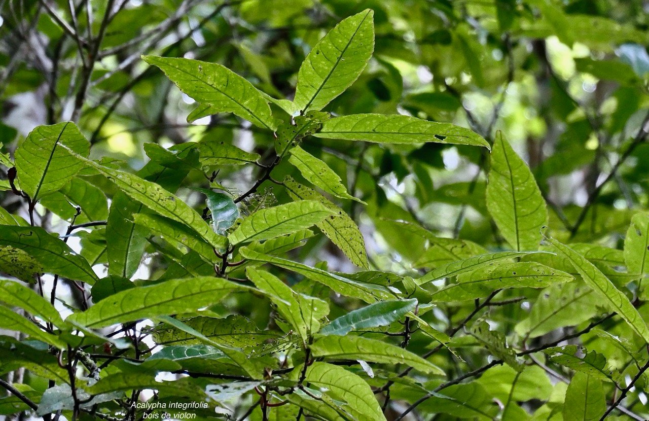 Acalypha integrifolia.bois de Charles.bois de violon. euphorbiaceae;endémique Madagascar Mascareignes..jpeg