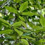 Acalypha integrifolia.bois de Charles.bois de violon. euphorbiaceae;endémique Madagascar Mascareignes..jpeg